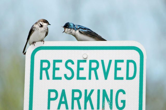 you can't park here