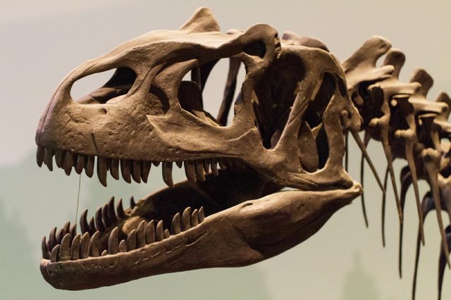Dinosaur skull