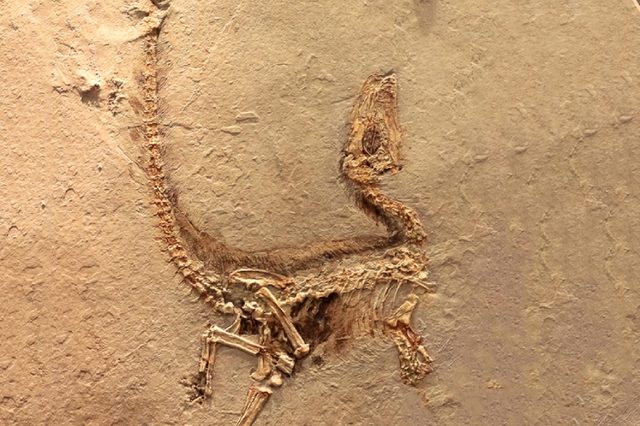 Fukui, Japan - February 22 2016, fossil of Sinosauropteryx the first dinosaur fossil ever found that showed evidence of having feathers, that is transitional between dinosaurs and modern birds