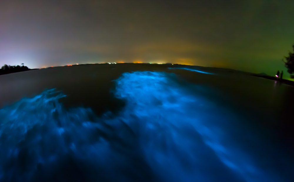 Bioluminescence in night sea water. Blue fluorescent wave of bioluminescent plankton, long exposure shot, Thailand.