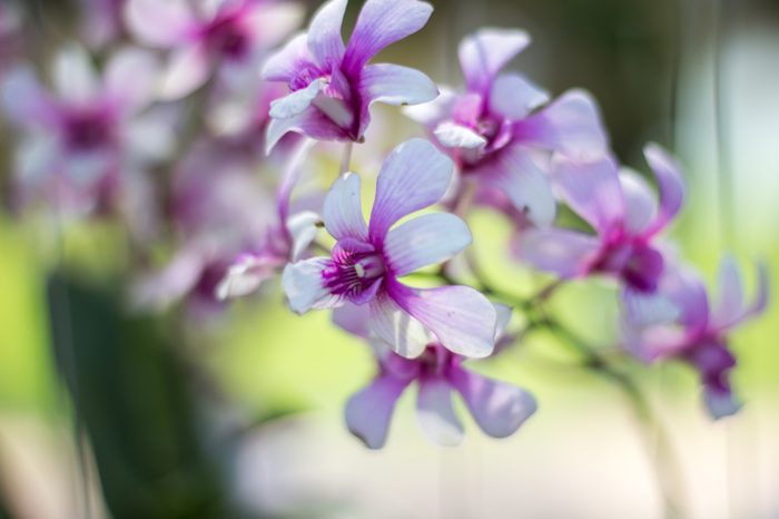 Orchid flower in tropical garden.Phalaenopsis Orchid flower growing on Tenerife,Canary Islands.Orchids.Floral background