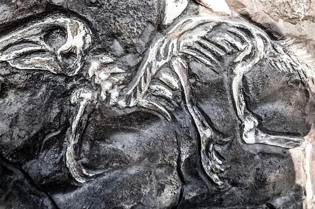 fossil of Caudipteryx the dinosaur fossil that showed evidence of having feathers, that is transitional between dinosaurs and modern birds