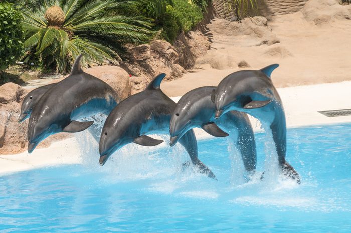 Beautiful dolphins swimming. Dolphin jumping above blue water