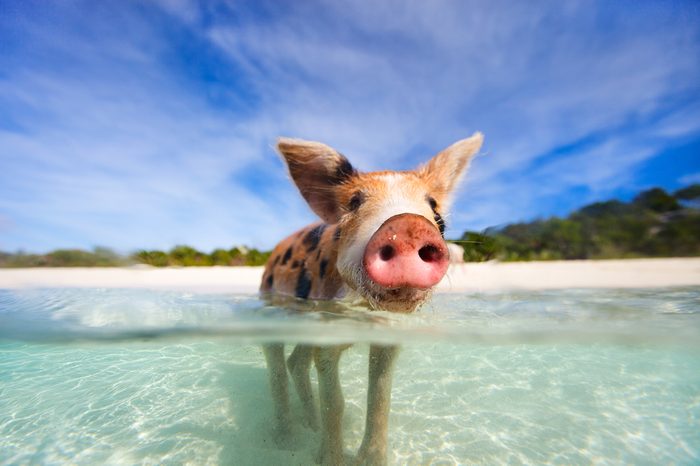 Little piglet in a water at beach on Exuma Bahamas