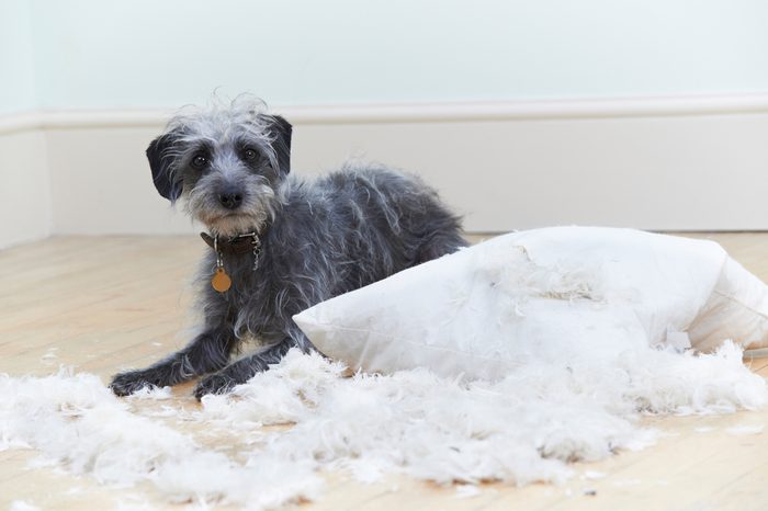Badly Behaved Dog Ripping Up Cushion At Home