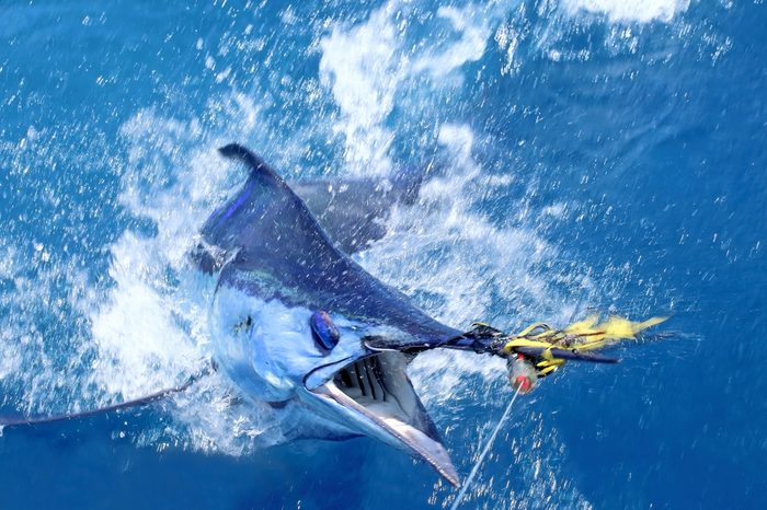 Big game fishing. Marlin on the hook