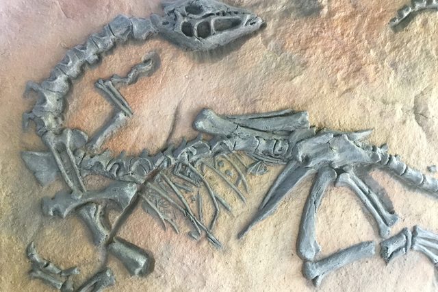 Replica dinosaur fossil on the wall