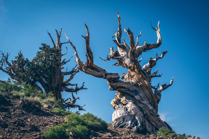 Methuselah - The oldest living Great Basin bristlecone pine ( Pinus longaeva) tree in the world. Bristlecone Pine Forest in the white mountains, eastern California, USA.