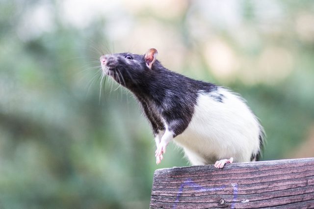 Black and white sewer rat outside beg