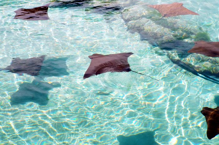 At Paradise Island, Nassau, Bahamas. 
