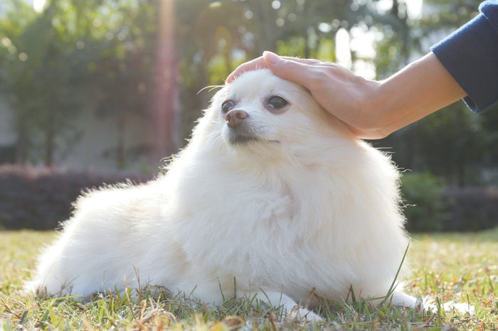Woman touching on her Pomeranian dog in the park 