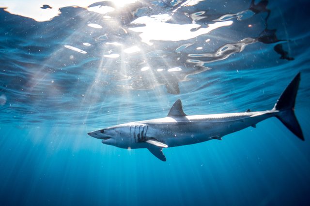 Shark diving in the Sea of Cortez with a Mako Shark of the coast of Cabo San Lucas, Mexico
