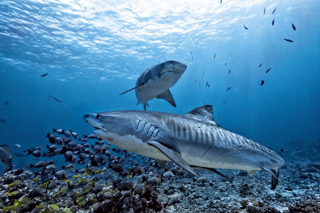 Tiger shark  underwater 