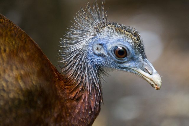 Close up of bird