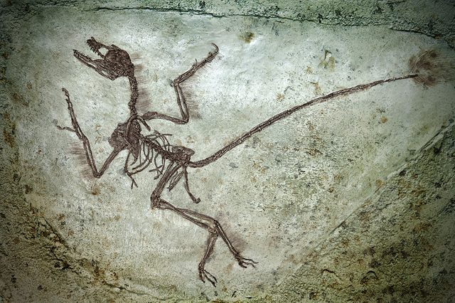 Close-up shot of a dinosaur fossil.