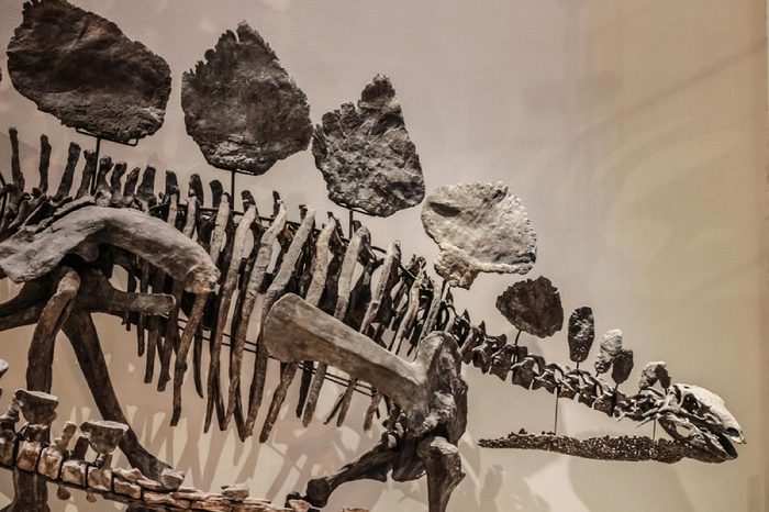 Tokyo, Japan - April 29 2017, Stegosaurus skeleton fossil at National Museum of Nature and Science. Stegosaurus was a large, plant-eating dinosaur that lived during the late Jurassic Period.