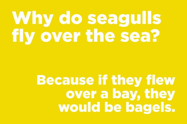 seagulls