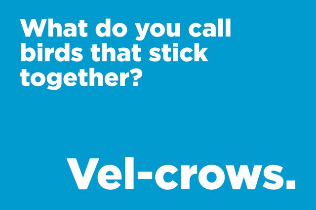 birds stick together