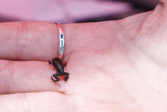 The smallest frog. Paedophryne amauensis