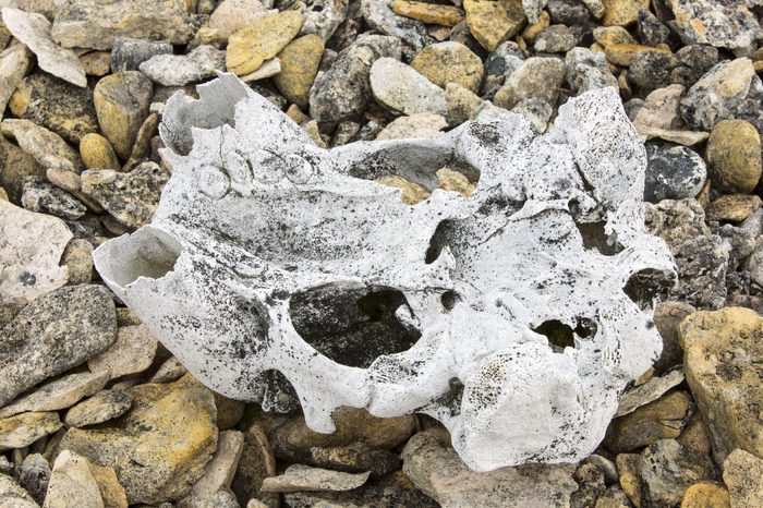 Ancient Walrus skull on a raised beach at Vibebukta 79Â°22â€™n 22Â°36â€™e, Nordaustlandet, Spitzbergen, Svalbard. At the end of the last glacial period as the ice melted, the weight was lifted off the land, and the depression of the earths crust formed by the weight of the ice was reveresed and the crust started to bounce back in a process called isostatic rebound, leaving the formed coastline high and dry. Some of the ancient whale bones have been dated at 10,000 years old and are now up to 40 metres above current day sea levels. The Walrus washed ashore dead on an ancient coastline that is now well above todays coast.