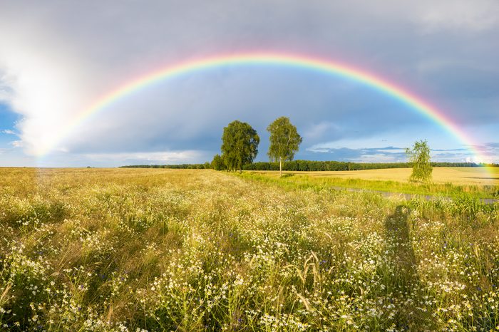 Rainbow over a field of wheat