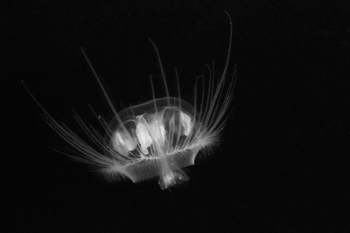 Freshwater jellyfish (Craspedacusta sowerbii) in nature habitat. Live in the lake. Underwater photography of Jellyfish that are also known as hydromedusae. Invasive species. Life as a tiny polyp.
