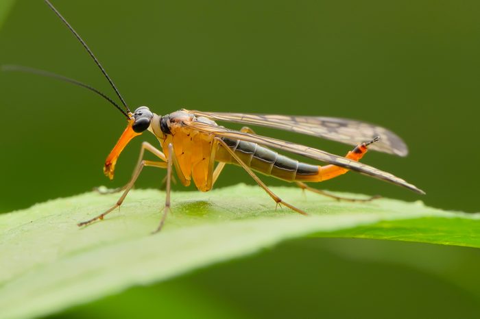 scorpion fly pose
