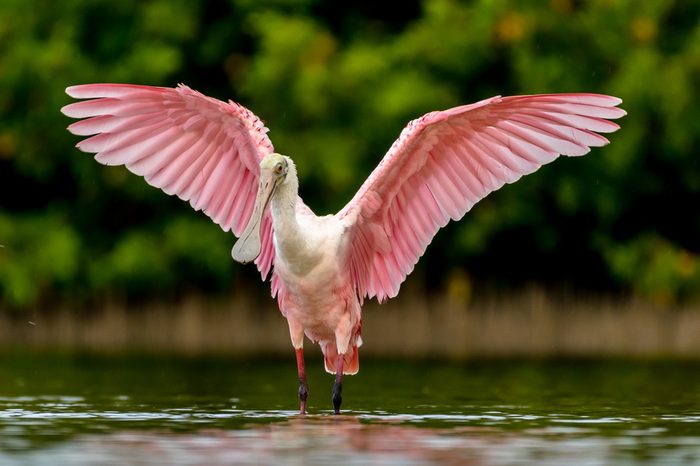 Beautiful Roseate Spoonbill
