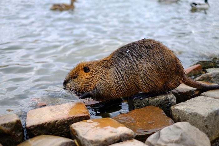 Big water nutria on the pond