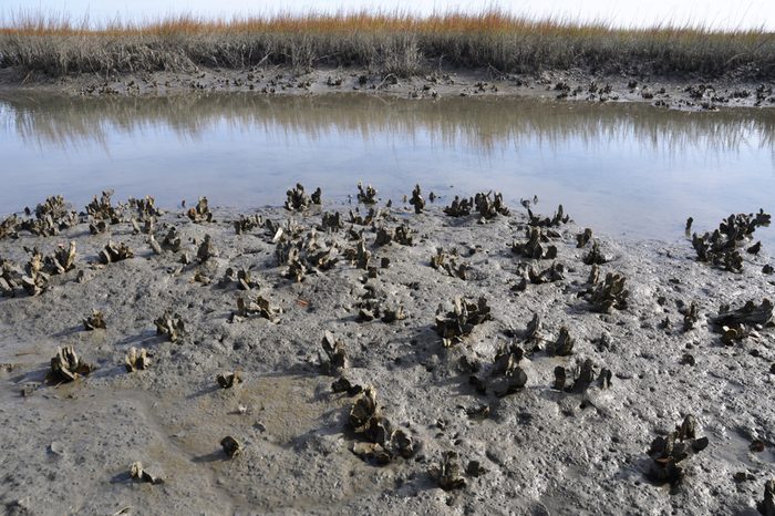 Oyster bed exposed by the low tide