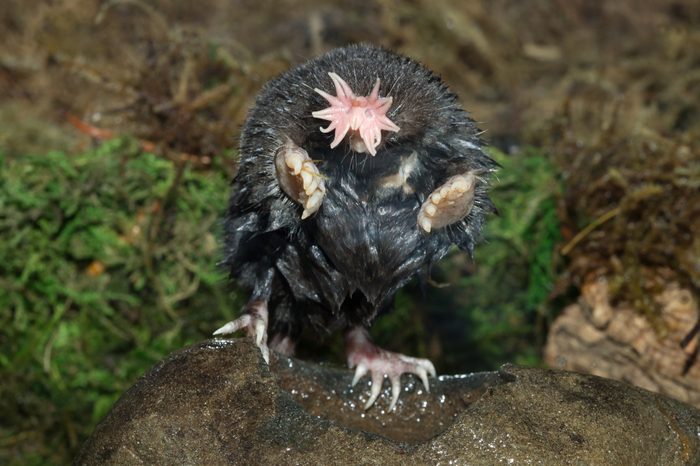 Star-nosed mole in Minnesota.