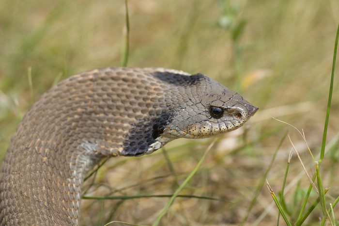 Western Hognosed Snake with it's hood inflated