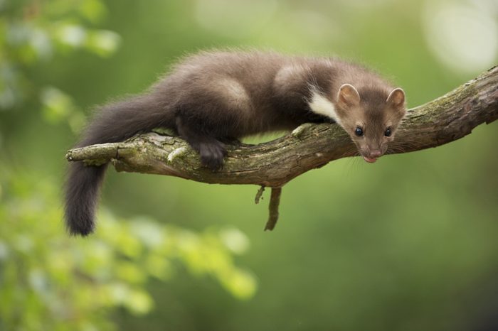 Beech Marten