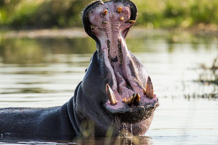 Hippo open his mouth in the pond. An excellent illustration. Botswana. Okavango Delta.Big plan.