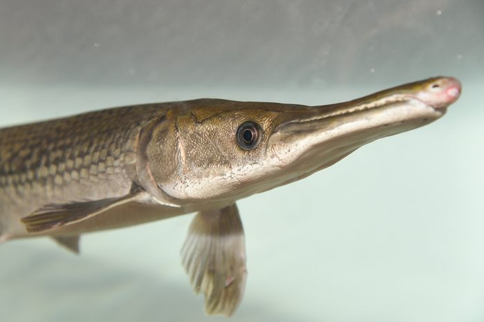 Alligator gar/ Alligator Fish (Atractosteus spatula) in swimming in aquarium are ray-finned euryhaline fishes.North American freshwater fish of the family Lepisosteidae. Indian/India wildlife fish