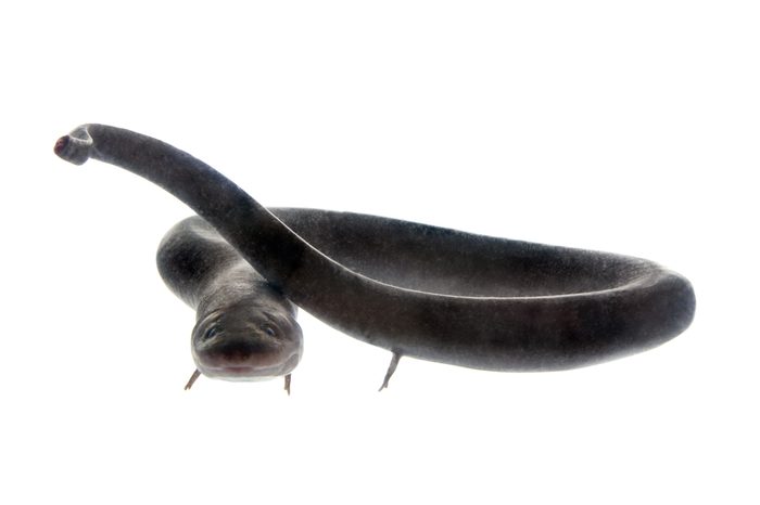 The two-toed amphiuma, amphiuma means, isolated on white background
