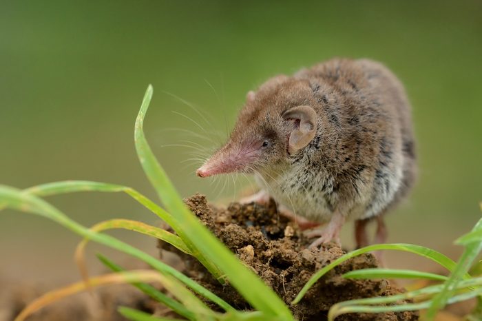 Lesser white-toothed Shrew (Crocidura suaveolens) on loam. Little insect-eating mammal with brown fur standing on meadow in garden. Background is green and fuzzy.