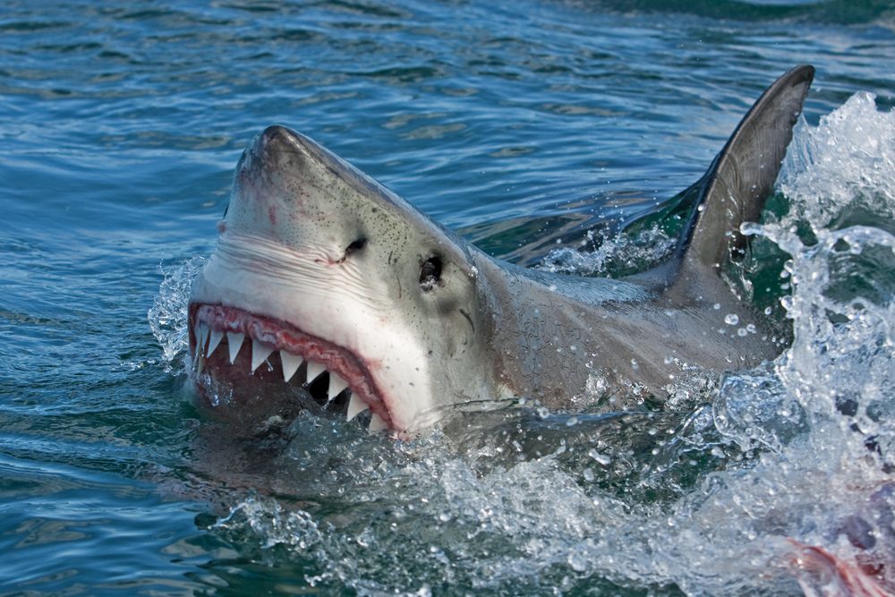 Here’s How I Survived a Shark Attack