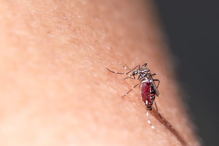 Close up of Aedes mosquito Sucking blood