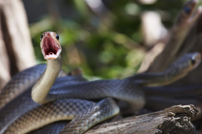 Thailand, Chiang Mai, countryside, snakes on tree branch