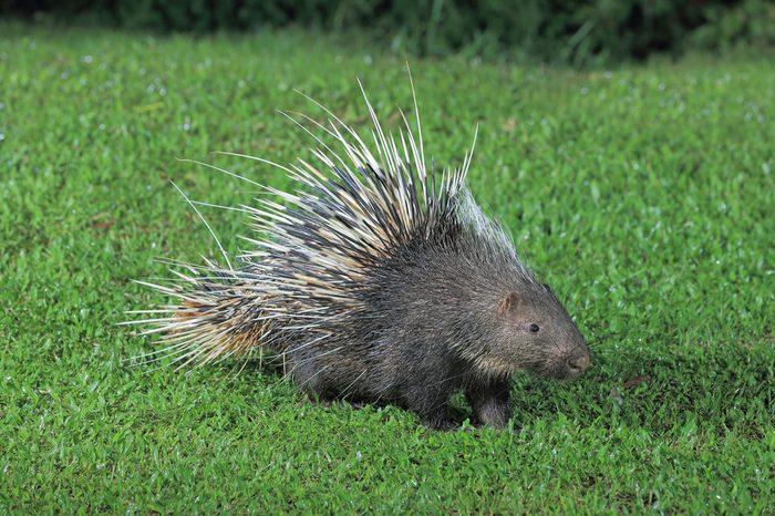 Malayan porcupine, Himalayan porcupine, Large porcupine