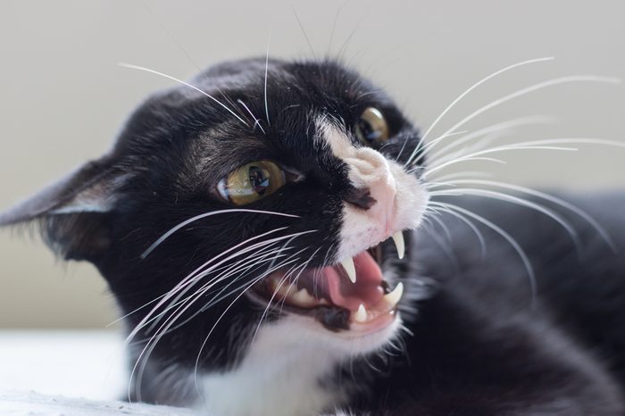 angry cat