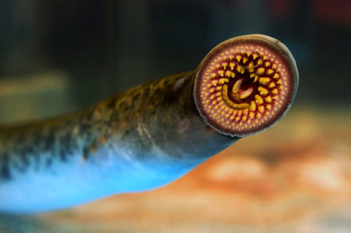 lamprey fresh fish , lamprea