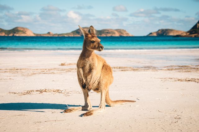 Kangaroo at Lucky Bay in the Cape Le Grand National Park near Esperance, Western Australia