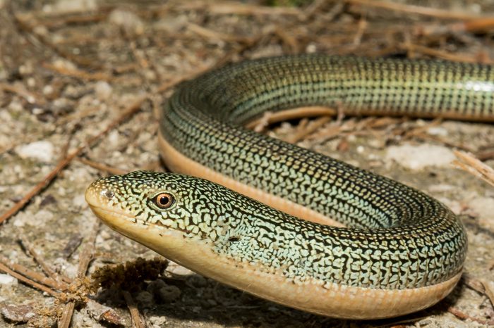 A close up of an Eastern Glass Lizard