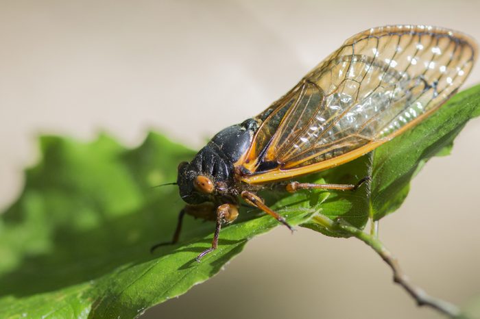 periodical cicada on leaf