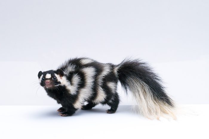 Spotted Skunk on White Background