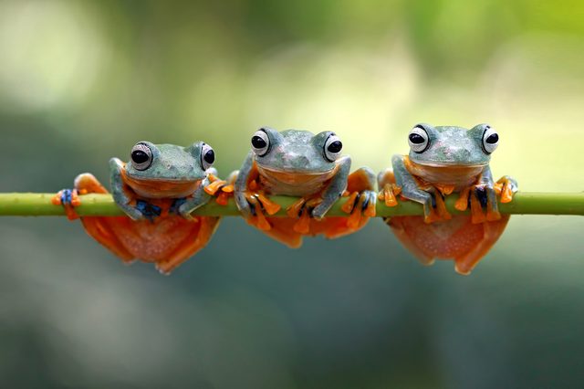 Tree frog, java tree frog, flying frog on branch