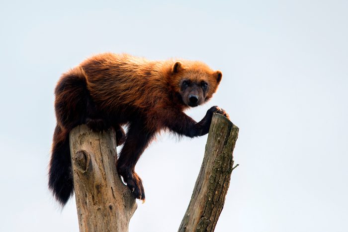 wolverine lying on the branch looking towards the camera with plain background, Gulo gulo, nice portrait of wolverine in captivity, wolverine facing camera with white background