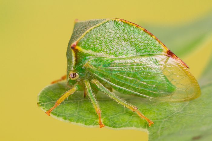 The buffalo treehopper (Stictocephala bisonia) resting on a leaf